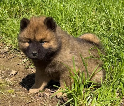 Les chiots de Eurasier