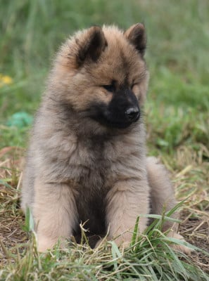 Les chiots de Eurasier