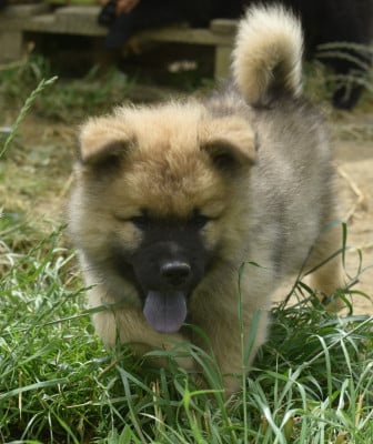 Les chiots de Eurasier