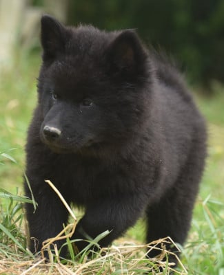 Les chiots de Eurasier