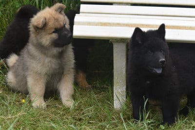 Les chiots de Eurasier
