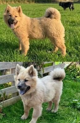 Les chiots de Eurasier