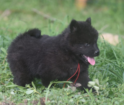 Les chiots de Eurasier