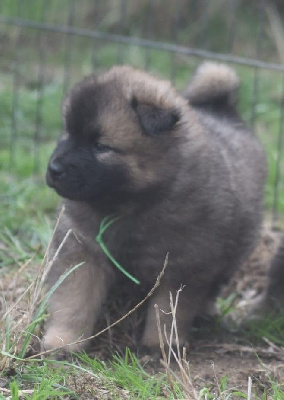 Les chiots de Eurasier