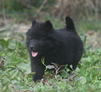 Les chiots de Eurasier