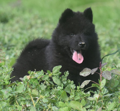 Les chiots de Eurasier