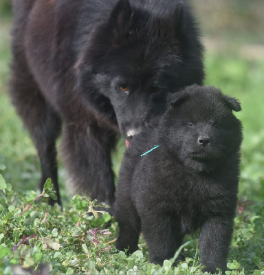 Les chiots de Eurasier