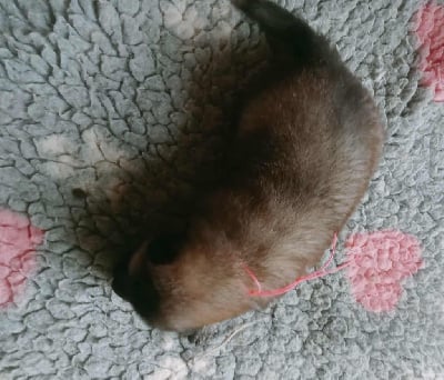 Les chiots de Eurasier