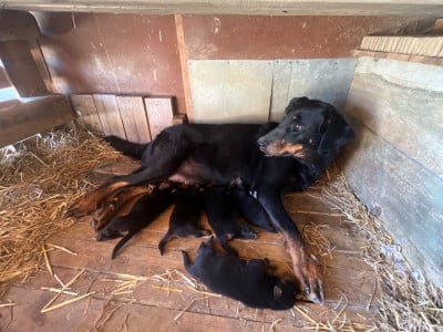 Les chiots de Berger de Beauce