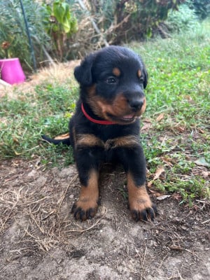 Les chiots de Berger de Beauce