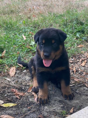 Les chiots de Berger de Beauce