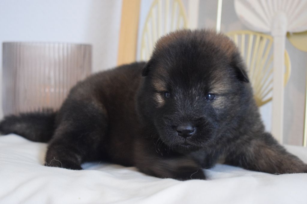 Chiot Eurasier - Chiot Mâle sans collier De Leyristone