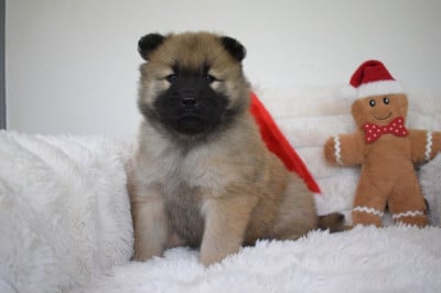 Les chiots de Eurasier