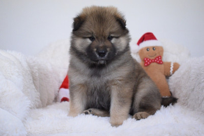 Les chiots de Eurasier
