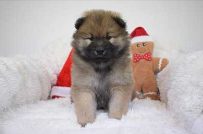 Les chiots de Eurasier