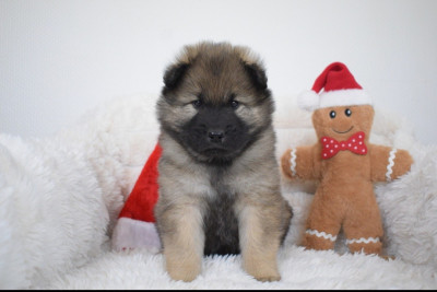 Les chiots de Eurasier