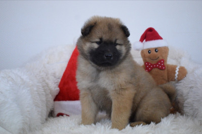 Les chiots de Eurasier
