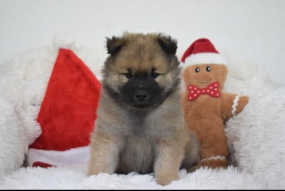 Les chiots de Eurasier