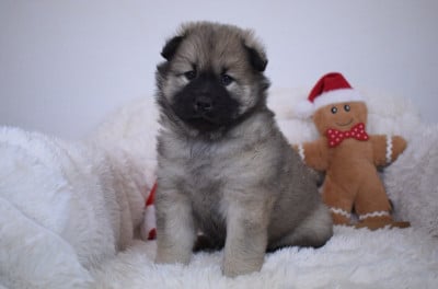 Les chiots de Eurasier