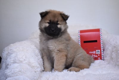 Les chiots de Eurasier