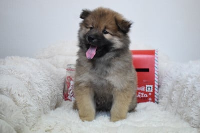 Les chiots de Eurasier