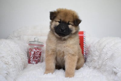 Les chiots de Eurasier