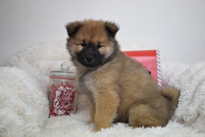 Les chiots de Eurasier