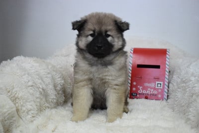 Les chiots de Eurasier