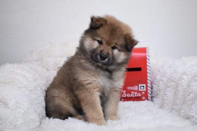 Les chiots de Eurasier