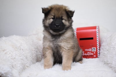 Les chiots de Eurasier