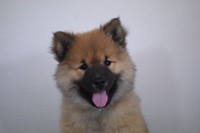 Les chiots de Eurasier