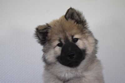 Les chiots de Eurasier