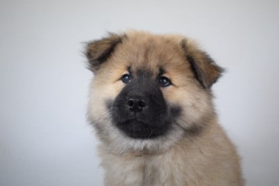 Les chiots de Eurasier