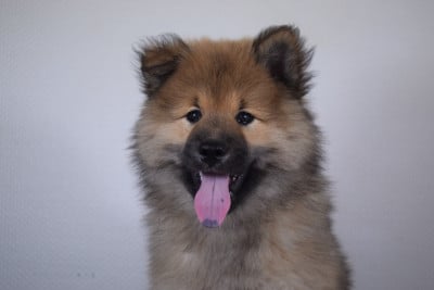 Les chiots de Eurasier