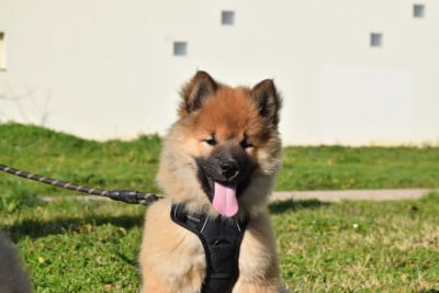 Les chiots de Eurasier