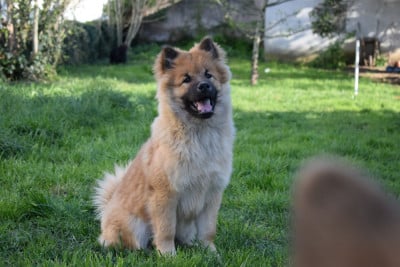Les chiots de Eurasier