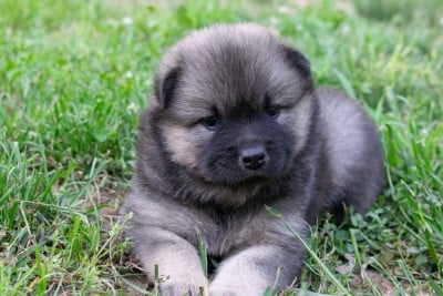 Les chiots de Eurasier