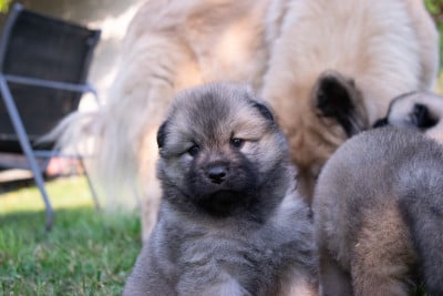Les chiots de Eurasier