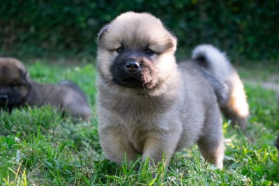 Les chiots de Eurasier