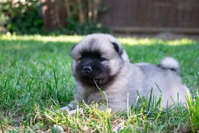 Les chiots de Eurasier