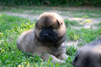 Les chiots de Eurasier