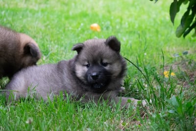 Les chiots de Eurasier