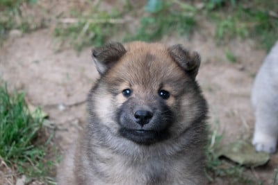 Les chiots de Eurasier