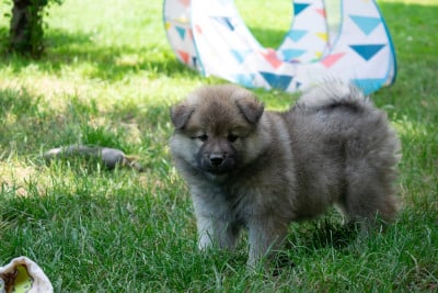 Les chiots de Eurasier