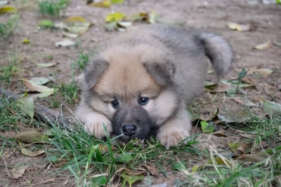 Les chiots de Eurasier