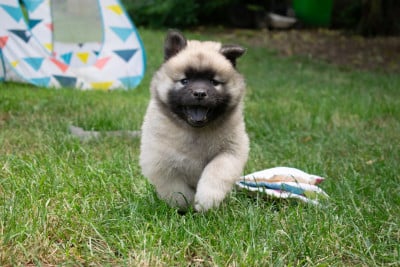 Les chiots de Eurasier
