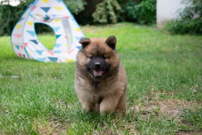 Les chiots de Eurasier