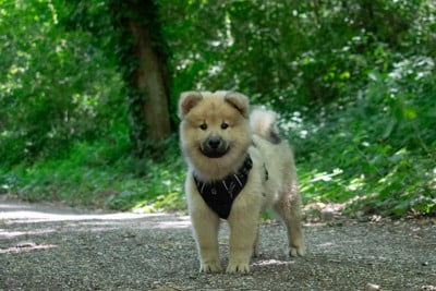 Les chiots de Eurasier