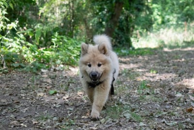 Les chiots de Eurasier