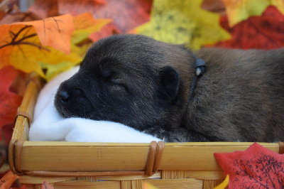 Les chiots de Eurasier